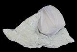 Lot: Pentremites Blastoid Fossils On Shale - Pieces #78175-3